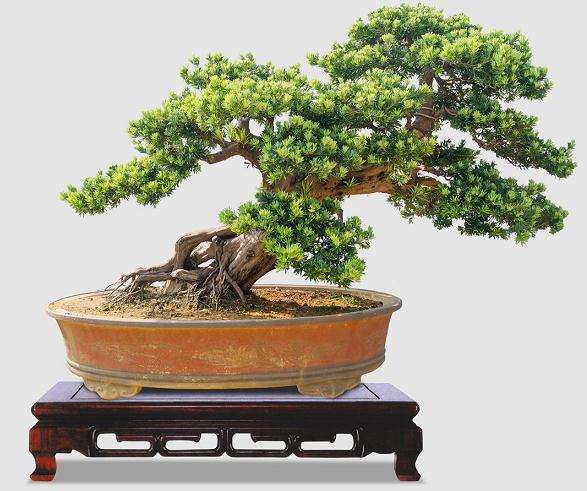 罗汉松盆景扦插后怎么整形修剪