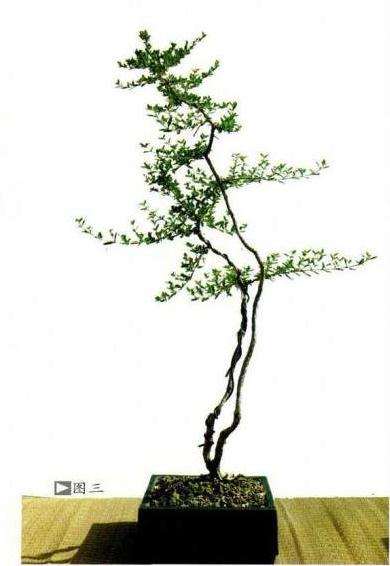 岭南盆景怎么脱衣换锦的效果图