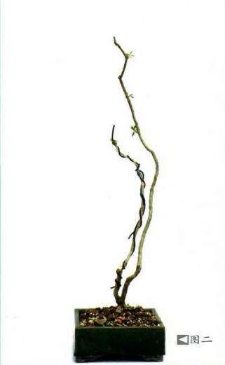 岭南盆景怎么脱衣换锦的效果图