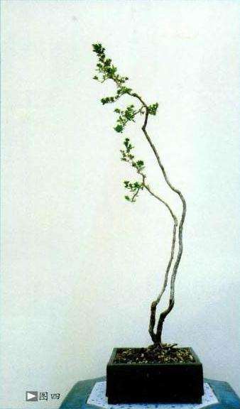 岭南盆景怎么脱衣换锦的效果图