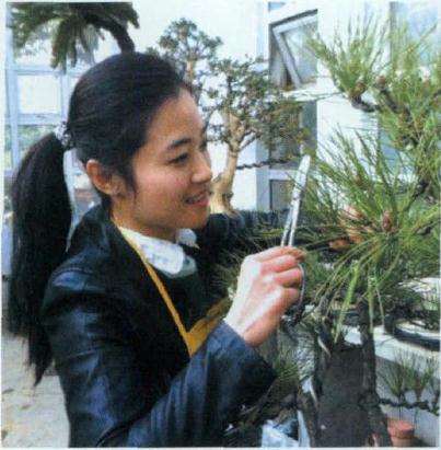 小黑松盆景怎么蟠扎修剪的方法