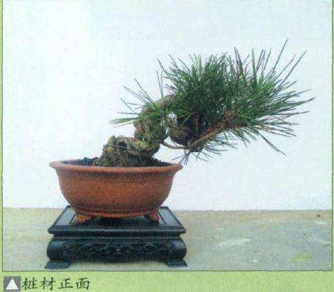 小黑松盆景怎么蟠扎修剪的方法