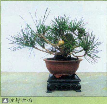 图解 小黑松盆景怎么蟠扎修剪的方法