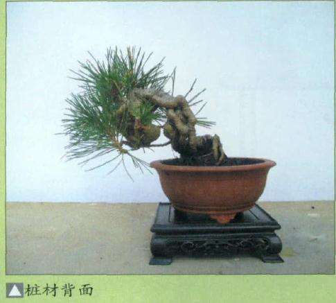 图解 小黑松盆景怎么蟠扎修剪的方法
