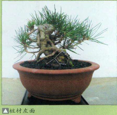 图解 小黑松盆景怎么蟠扎修剪的方法