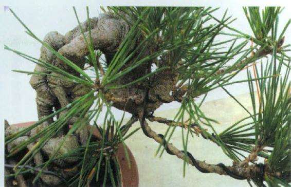 小黑松盆景怎么蟠扎修剪的方法