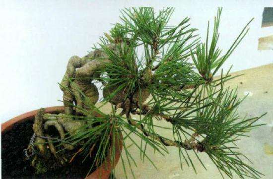 小黑松盆景怎么蟠扎修剪的方法