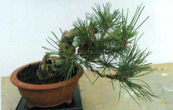 图解 小黑松盆景怎么蟠扎修剪的方法