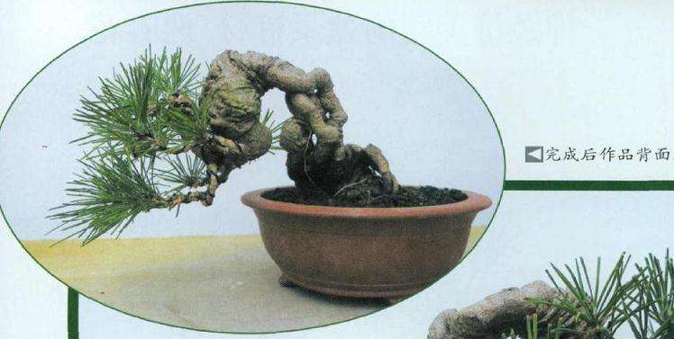 图解 小黑松盆景怎么蟠扎修剪的方法