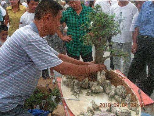 在盆景预留栽树的位置培土