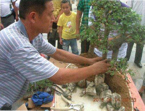 在盆景预留栽树的位置培土