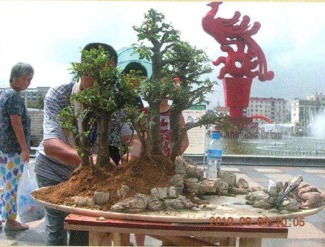 盆景初步完成主景部分后的效果图