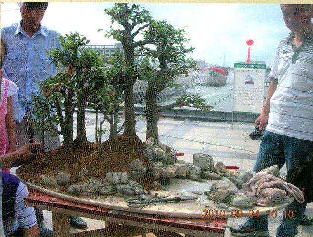 盆景初步完成主景部分后的效果图