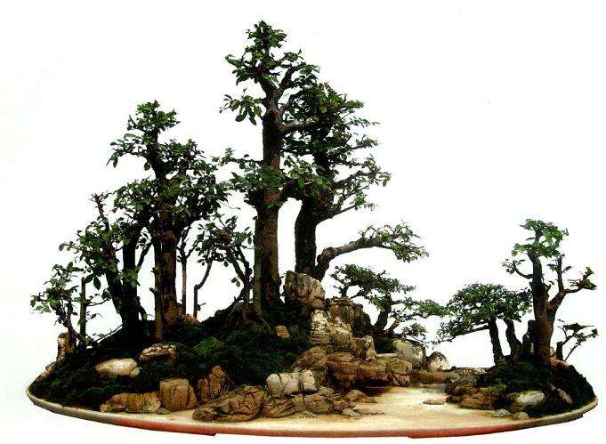 在盆景制作中却有着极高的要求