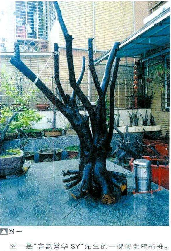 图解 树桩盆景怎么设计的4个方法