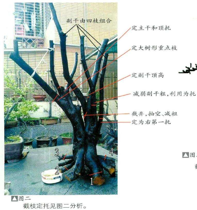 图解 树桩盆景怎么设计的4个方法