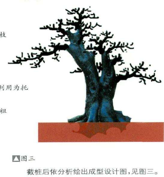 盆景截桩后依分析绘出成型设计图