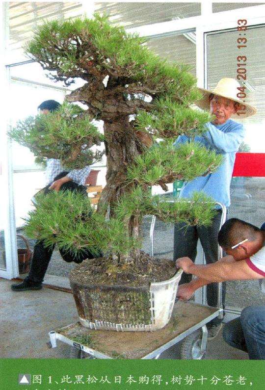 此黑松盆景从日本购得