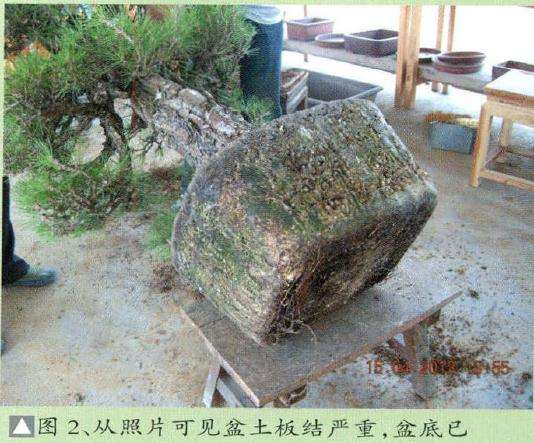 盆景盆土板结严重