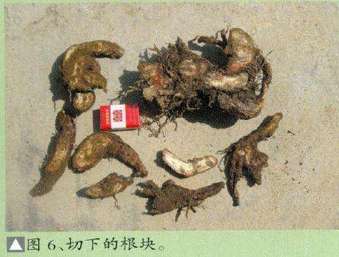 图解 日本黑松盆景怎么换盆的15个过程