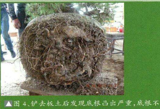 图解 日本黑松盆景怎么换盆的15个过程