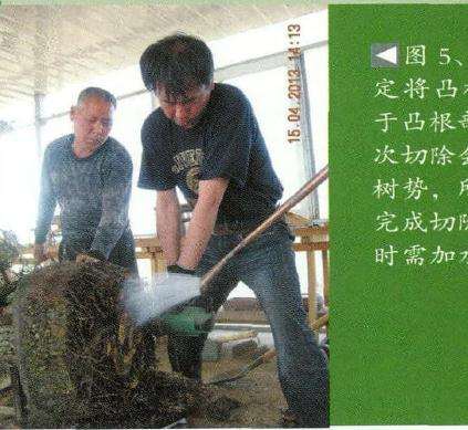 图解 日本黑松盆景怎么换盆的15个过程