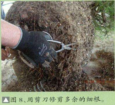 用剪刀修剪多余的盆景细根