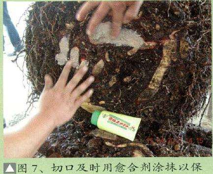 盆景口及时用愈合剂