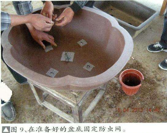 图解 日本黑松盆景怎么换盆的15个过程