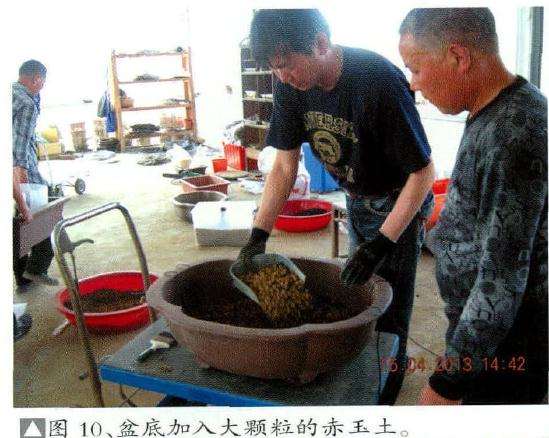 图解 日本黑松盆景怎么换盆的15个过程