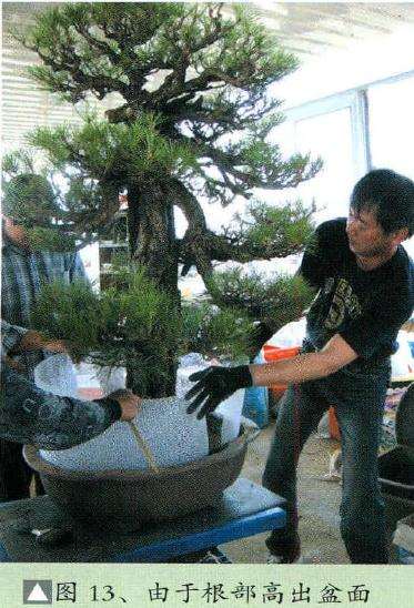盆景根部高出盆面过多