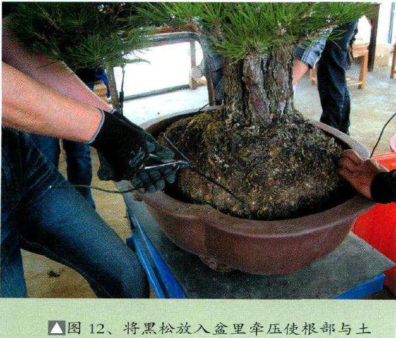 将黑松盆景放入盆里
