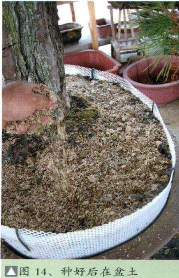 盆景种好后在盆土