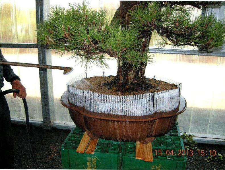 盆景浇水要3次以上