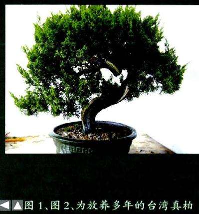 为放养多年的台湾真柏盆景