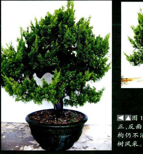 为放养多年的台湾真柏盆景