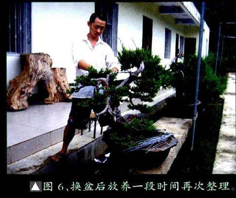 盆景换盆后放养一段时间再次整理