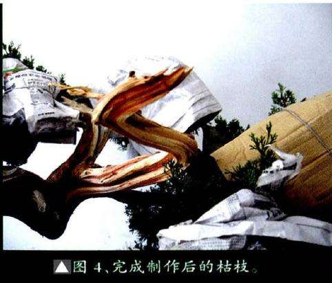 完成制作后的盆景枯枝