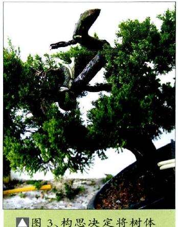 盆景构思决定将树体重心前移