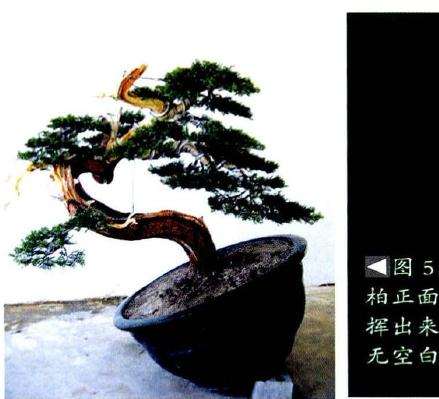 为初步蟠扎完成后的真柏盆景