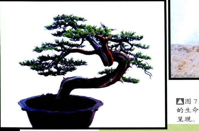 图解 柏树舍利干盆景怎么制作的13个步骤