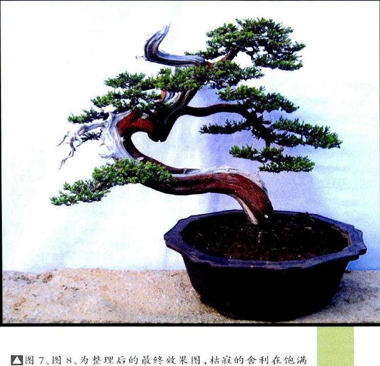 图解 柏树舍利干盆景怎么制作的13个步骤