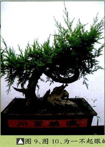 图解 柏树舍利干盆景怎么制作的13个步骤
