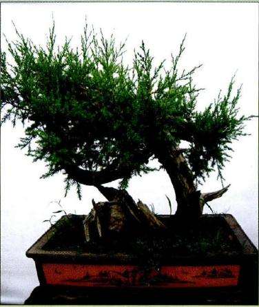 图解 柏树舍利干盆景怎么制作的13个步骤