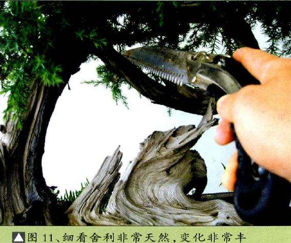 图解 柏树舍利干盆景怎么制作的13个步骤