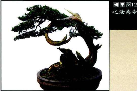 图解 柏树舍利干盆景怎么制作的13个步骤