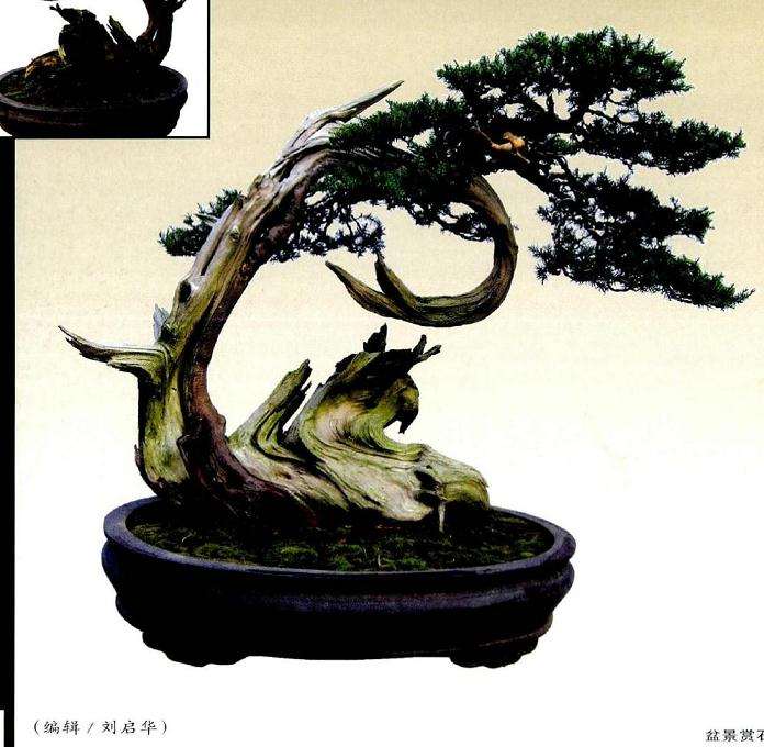 为制作完成后的盆景