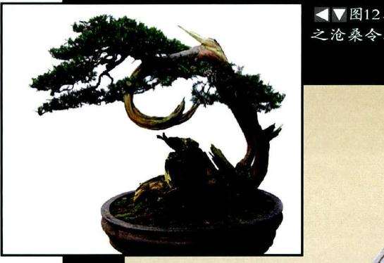 图解 柏树舍利干盆景怎么制作的13个步骤