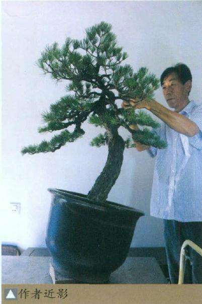 图解 高干五针松盆景怎么制作的8个步骤