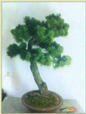 图解 高干五针松盆景怎么制作的8个步骤